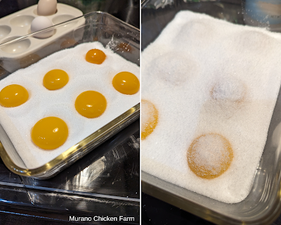 egg yolks curing in salt