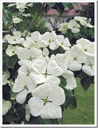 cornus-venus_2
