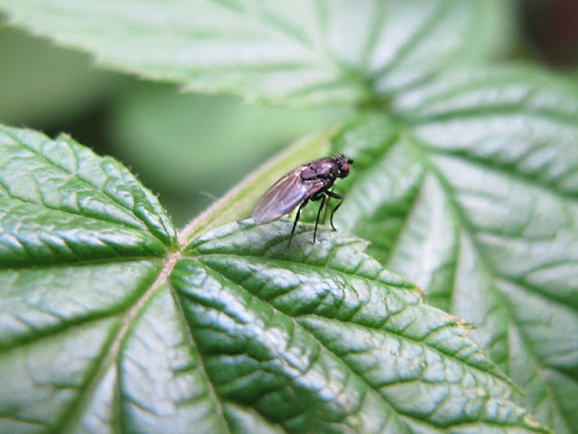 de 30 mooiste foto's uit mijn tuin van mei 2012