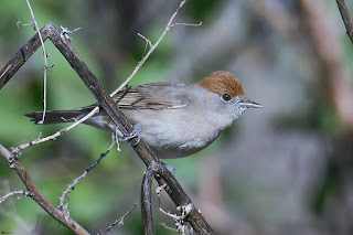 curruca-capirotada-sylvia-atricapilla-hembra-en-cardo-