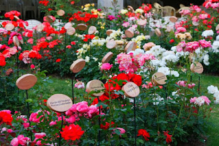 Rose Garden em Monte Carlo - Mônaco