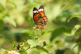 The Urban Gardener