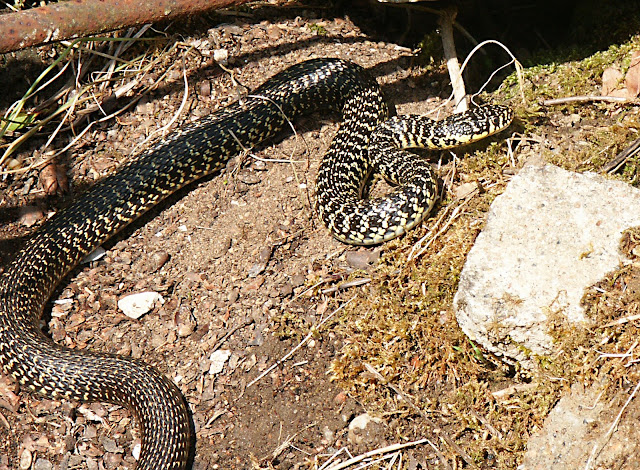 Western Whip Snake Hierophis viridiflavus.  Indre et Loire, France. Photographed by Susan Walter. Tour the Loire Valley with a classic car and a private guide.