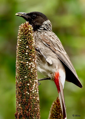 Red-whiskered Bulbul