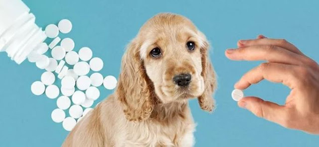 aspirin bad for dogs cbd healthy canines cannabidiol puppy benefits