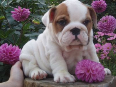 Bulldog Puppies on Bulldog Puppies  Breeders  Florida  Lovely French Bulldog Puppies