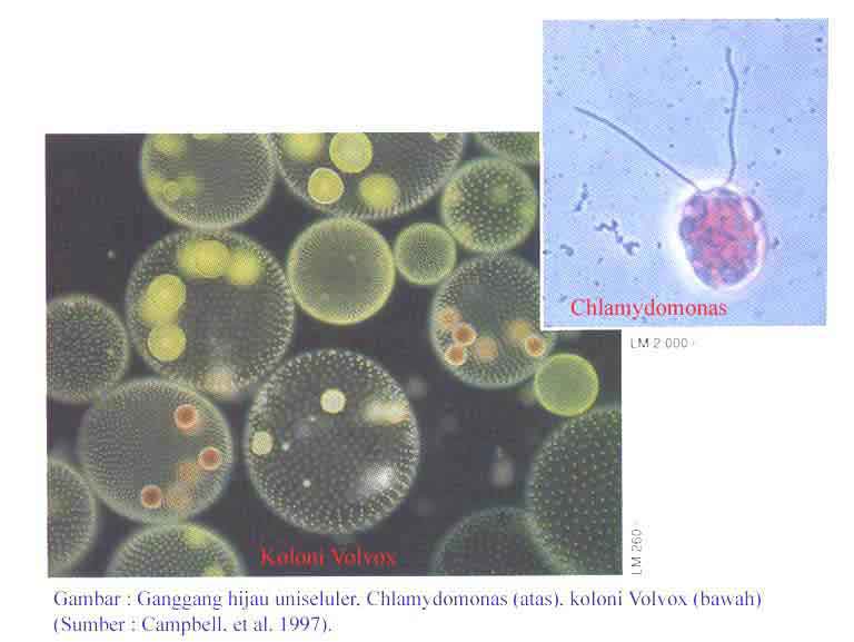 Contoh Makalah Protista Mirip Tumbuhan Ganggang Alga 