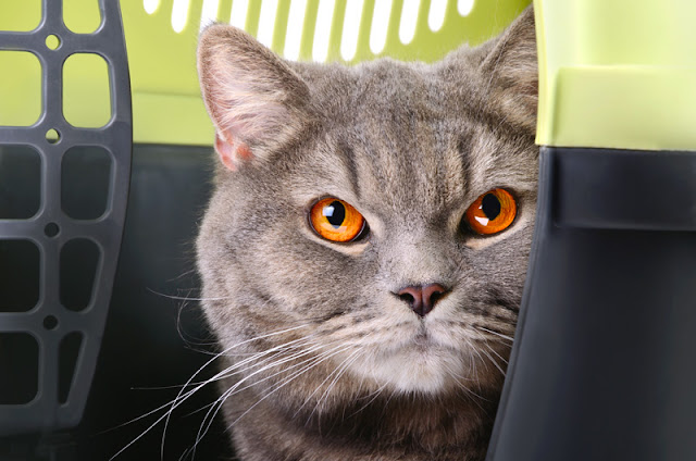 Training cats to go in their carrier and for a short car ride leads to less stressful visits to the vet, according to science. Photo shows a British grey cat in their carrier