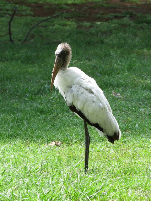 Wood Stork - Wakodahatchee Wetlands, Florida