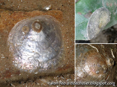 Jingle Shell (Family Anomiidae)