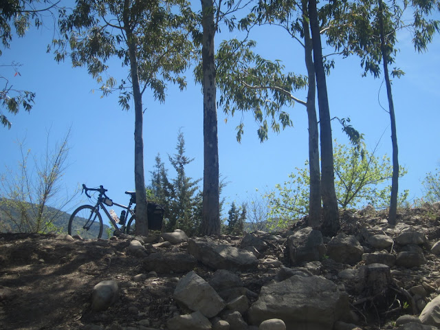 Bike and trees