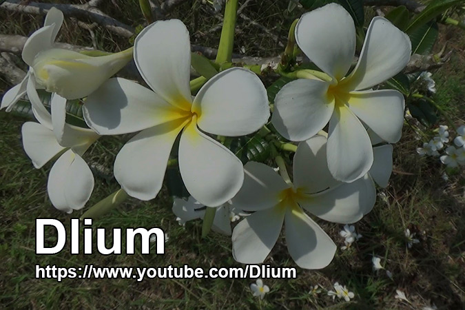 Dlium White frangipani (Plumeria obtusa)
