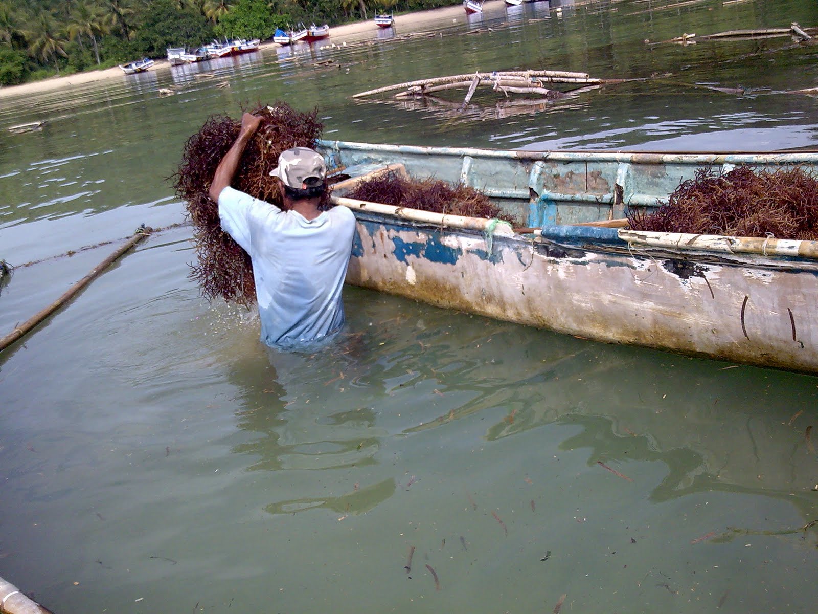 Pasca Panen Rumput  Laut 