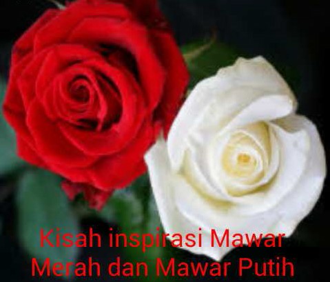 Kisah Inspirasi Mawar Merah Dan Mawar Putih Kisah Motivasi Hidup