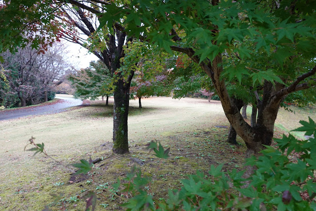 鳥取県西伯郡南部町鶴田　とっとり花回廊　桜の広場