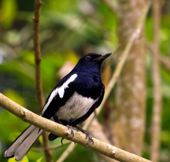 makanan burung kacer,pakan burung kacer,efek burung sering dikerodong,cara menjinakkan kacer,cara menjinakan kacer,cara merawat burung kacer,makanan kacer,makanan kacer agar rajin bunyi,cara merawat kacer biar gacor,kacer giras sebaiknya dikerodong atau tidak,cara merawat kacer,cara merawat kacer rumahan agar rajin bunyi,perawatan kacer tipe dingin,setingan jangkrik untuk kacer rumahan,cara menjinakkan burung kacer,cara merawat kacer bahan,makanan burung kacer biar gacor,vitamin buat kacer biar ngeplong,kacer tipe dingin,perawatan kacer