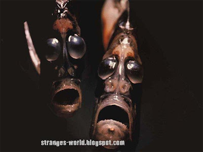 Strange sea creatures @ strange picture