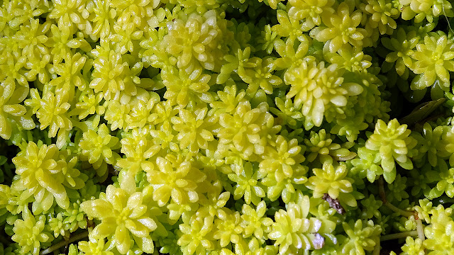 Suculenta Sedum Oro