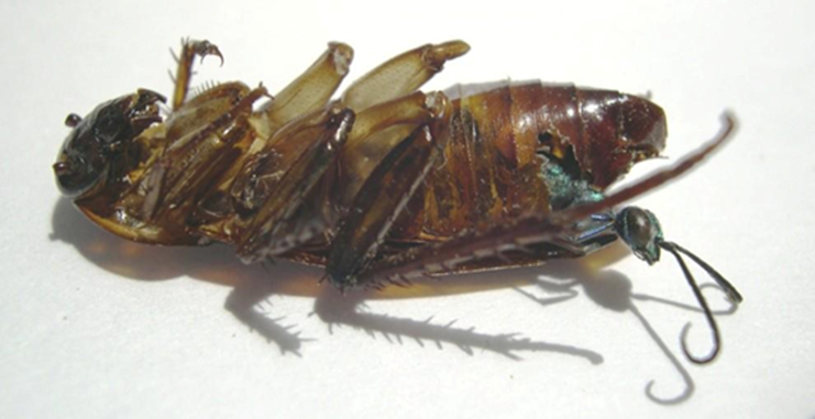 Avispa parasitoide emergiendo. Una avispa endo-parasitoide emergiendo, como un alien, de una cucaracha que le sirvió de anfitrión en sus estados larvarios. No todos los parasitoides son endoparásitos, algunos viven fuera de su anfitrión.