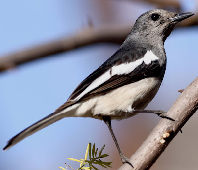 "Oriental Magpie-Robin - resident, sitting on a branch."
