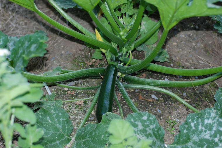 Zucchini