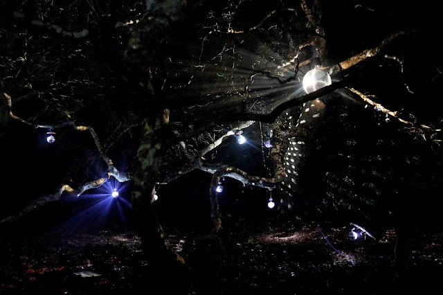 A clearing in the forest, lit up by a disco ball, reflecting shapes on the trees