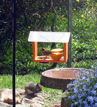 Female Oriole May 2013