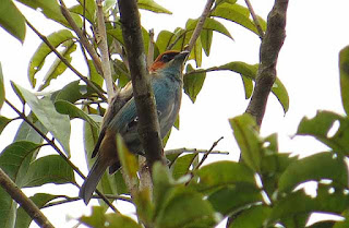 Black-backed Tanager