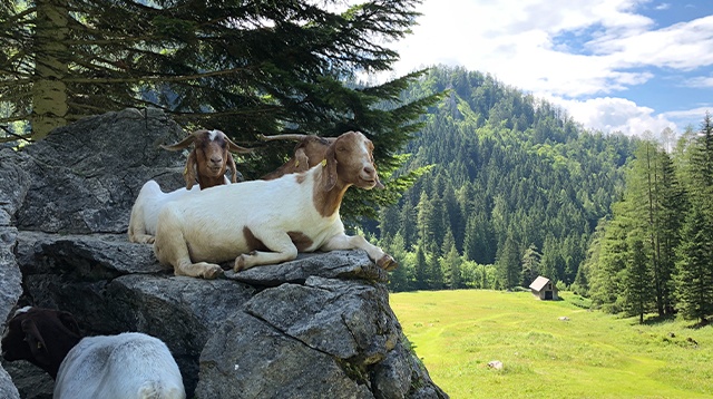 Goat farming business