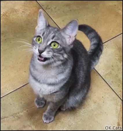 Funny Cat GIF • Hungry cat chirping, begging for food. 'Please Mom feed me!' [ok-cats.com]