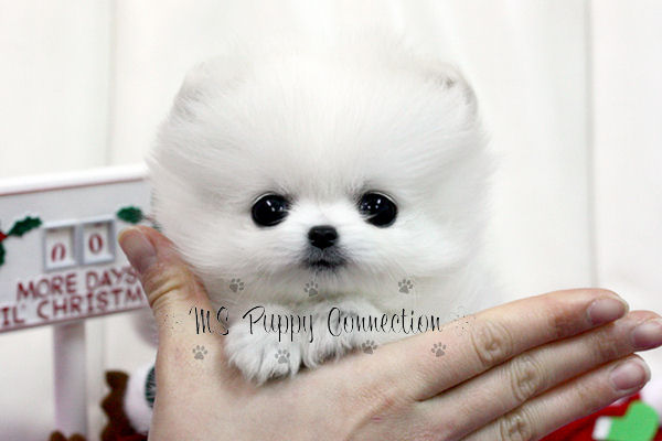 teacup pomeranian puppies for free. Fabulous Teacup White