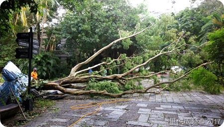 松山文創樹木扶正_170816_0031