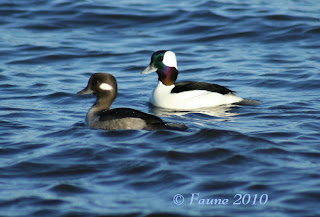 Bufflehead ducks Currituck Sound