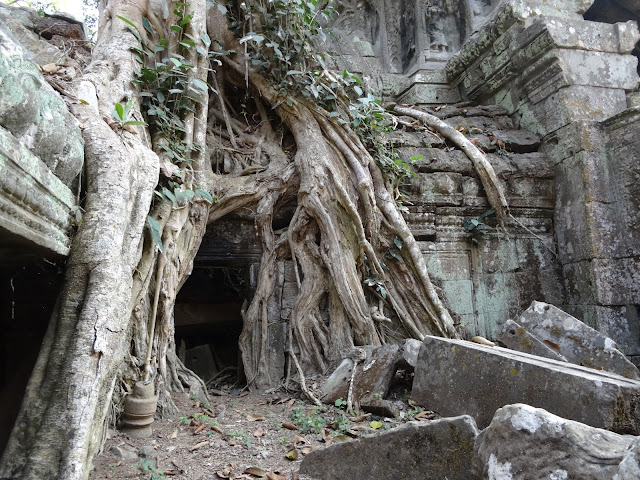 angkor ta prohm siem reap cambodia