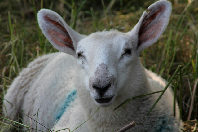 Lamb on the Curragh