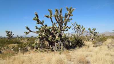 Mojave National Preserve