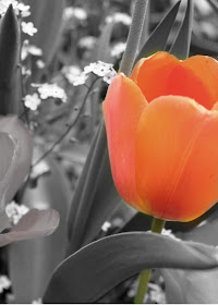 'Orange Tulip' by Tina Scott