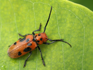 Longicorne de l'Asclépiade - Tetraopes tetraophthalmus