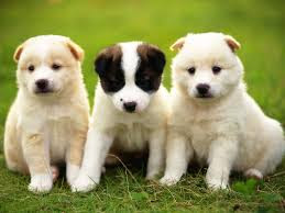 Free download latest HD Wild Animals wallpapers, Most popular Wide Images, most download three dogs, 