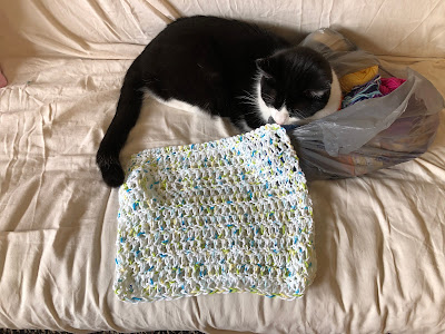 Black and white cat smelling dish towel