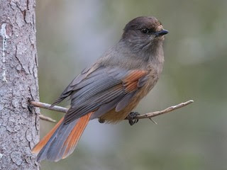 Arrendajo siberiano (Perisoreus infaustus)