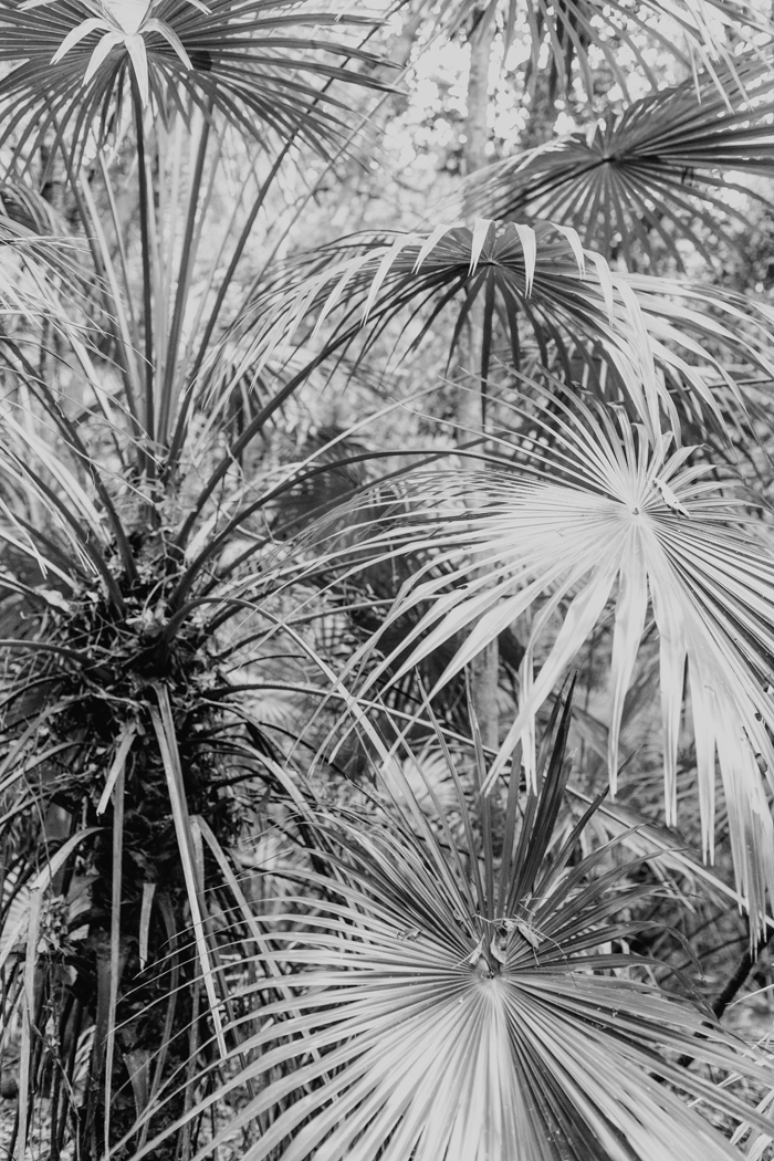 b&w palm tree