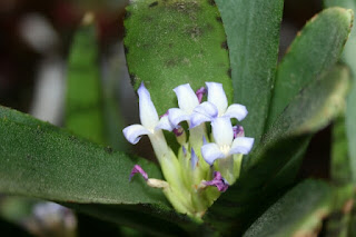 flor neoregelia ampullacea tigrina