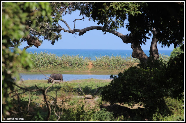 Yala National Park