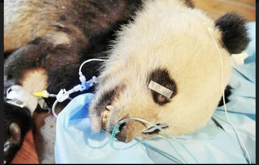 Wild panda dies from injuries after horror attack !