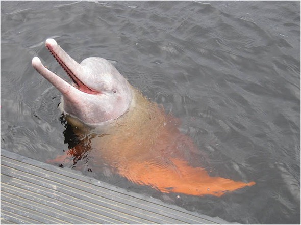 pink dolphin 9