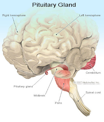 pituitary gland disorders