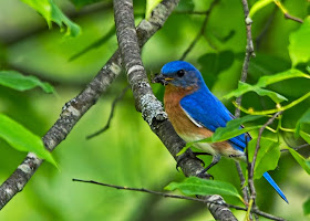 male eastern bluebird feeding nestlings