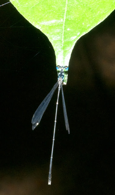 Coelicca albicauda 