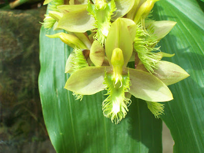 Catasetum arietinum care and culture